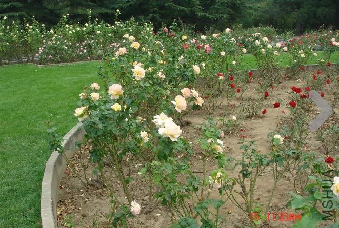 ����Ǳ������ڵ�