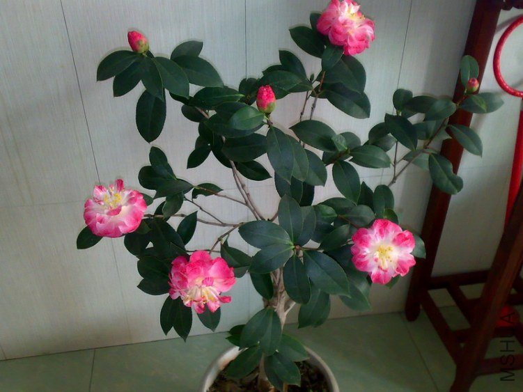 20130217281.jpg