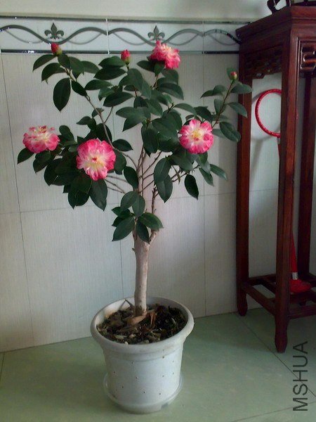 20130217282.jpg