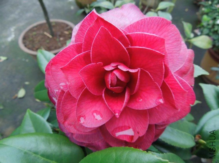 ������С DSCN4729.jpg