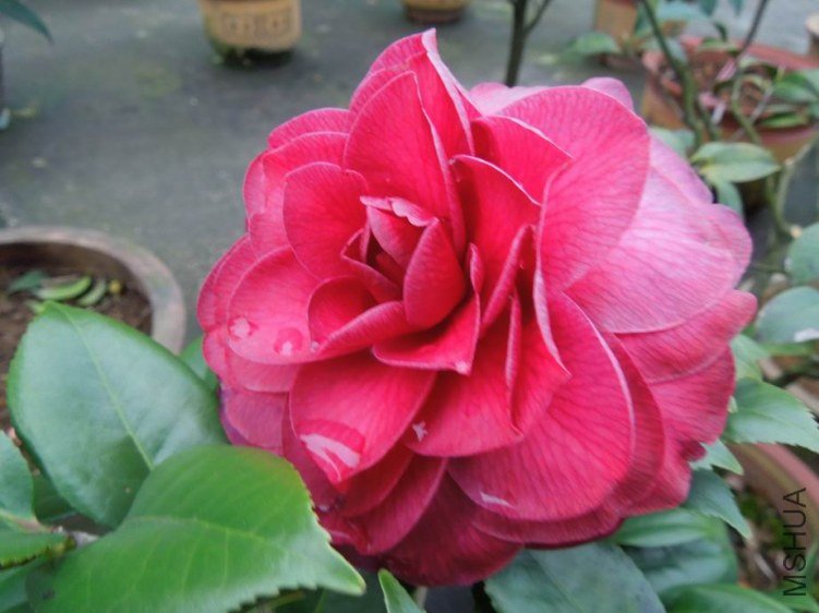 ������С DSCN4730.jpg
