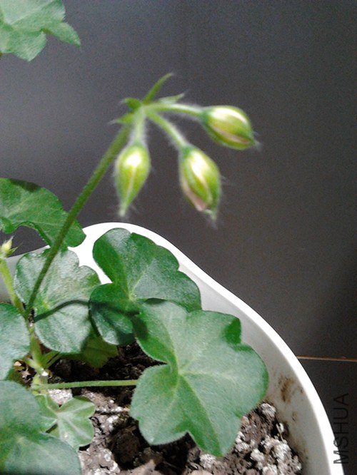 2013-02-06 11.47.42_����.jpg