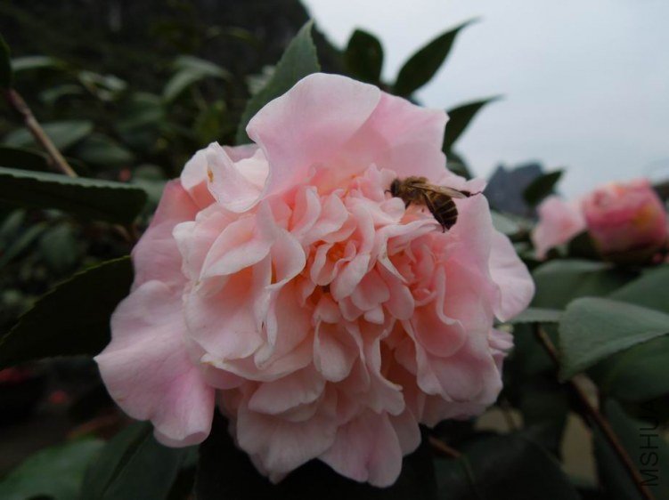 ������С DSCN4740.jpg