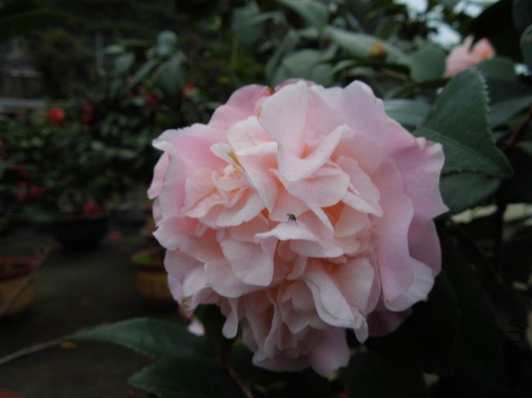 ������С DSCN4741.jpg