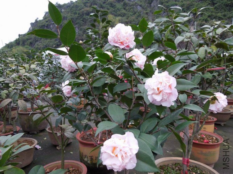 ������С DSCN4745.jpg