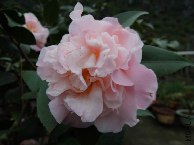 ������С DSCN4746.jpg