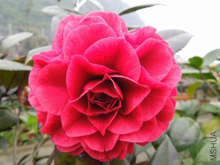 ������С DSCN4381.JPG