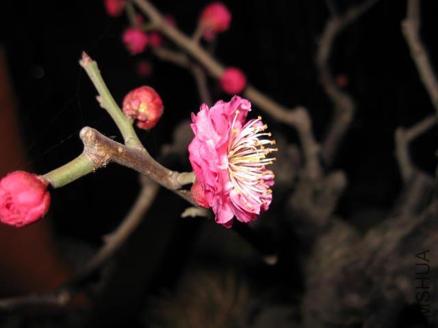 IMG_7949.JPG