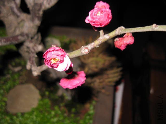 IMG_7952.JPG