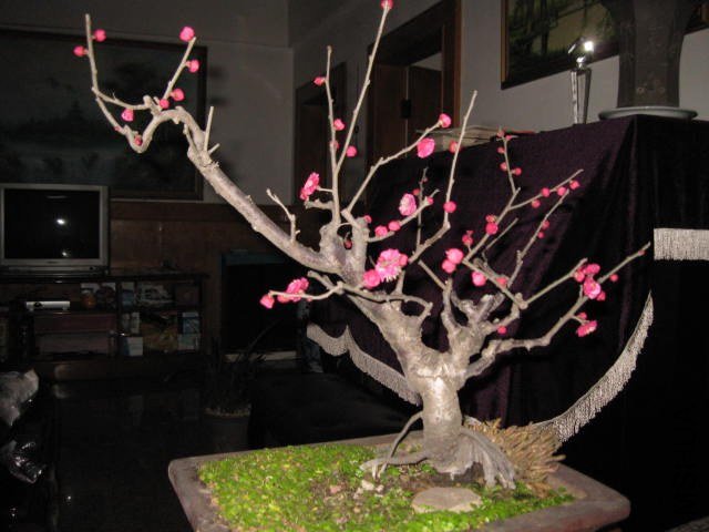 IMG_7955.JPG