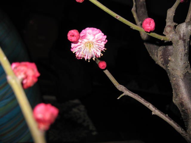 IMG_7960.JPG