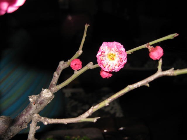 IMG_7963.JPG