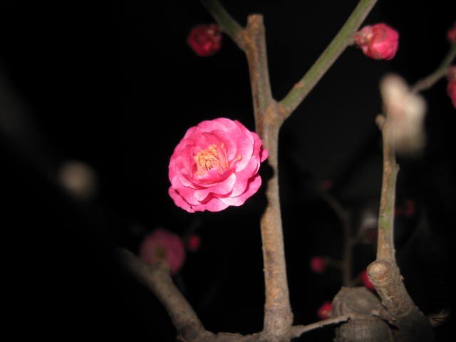 IMG_7964.JPG