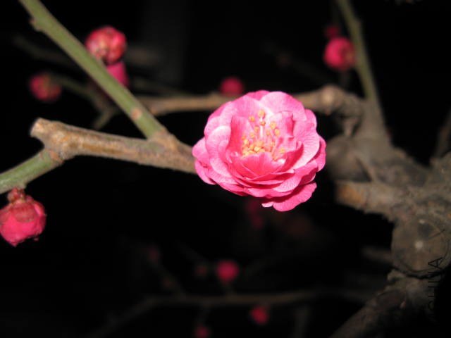 IMG_7966.JPG