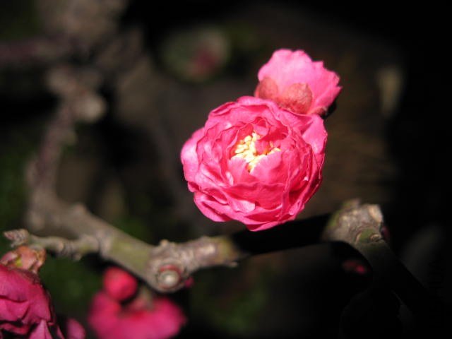IMG_7970.JPG