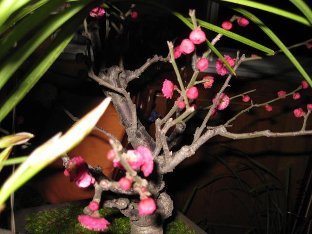 IMG_8003.JPG