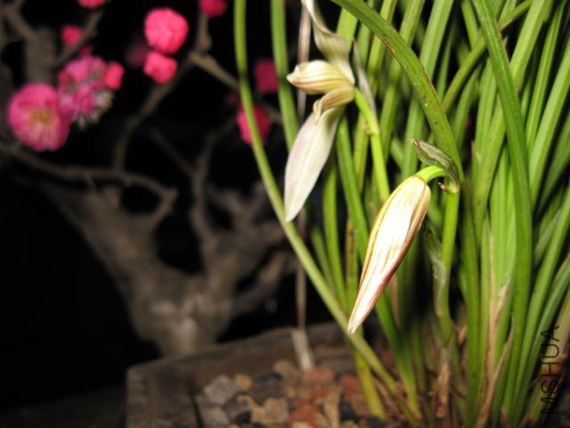 IMG_8007.JPG