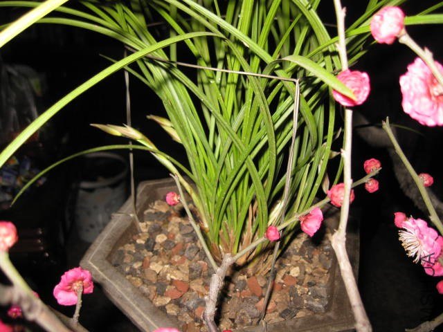 IMG_8008.JPG