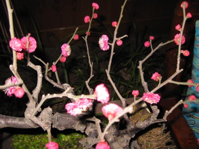 IMG_8026.JPG