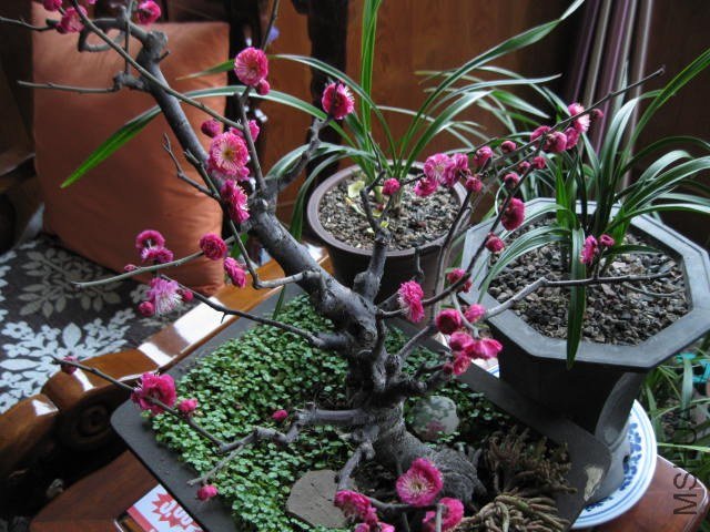 IMG_8055.JPG