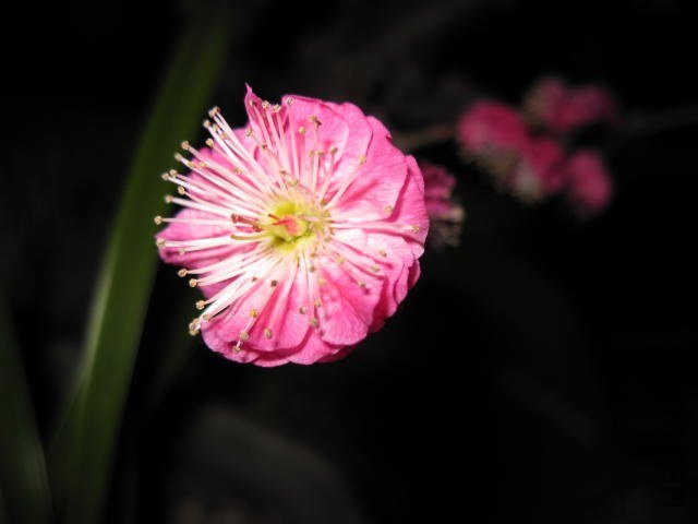 IMG_8186.JPG