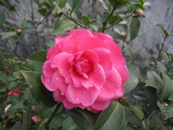 IMG_9893.jpg