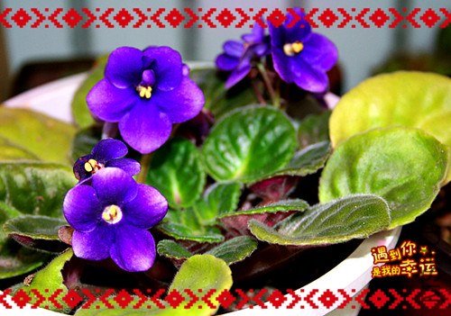 ��Ƭ 115_����.jpg