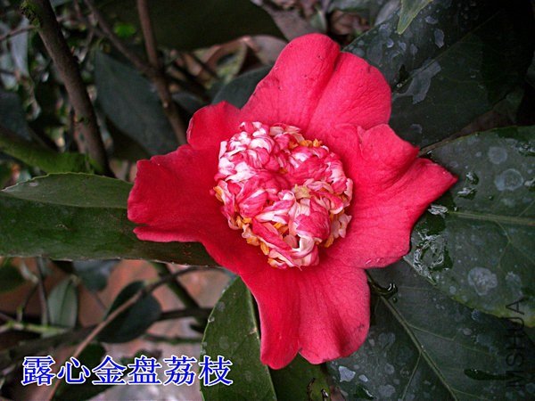 DSCF2027_����.jpg