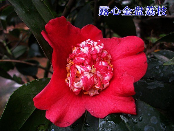 DSCF2028_����.jpg