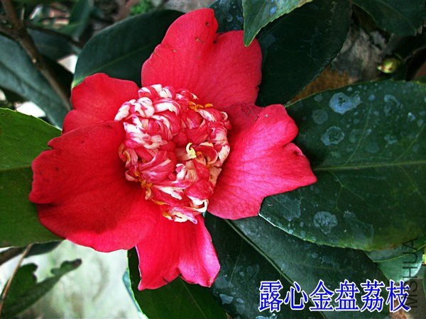 DSCF2041_����.jpg
