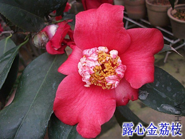 DSCF2420_����_����.JPG