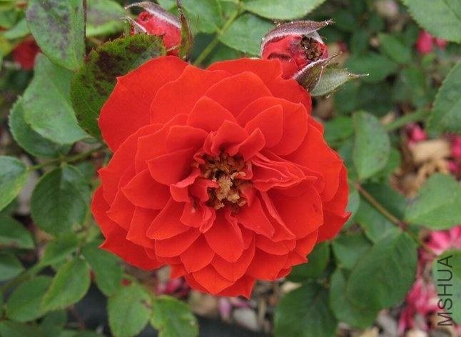 ��÷�����ȣ�Orange Meillandina��.jpg