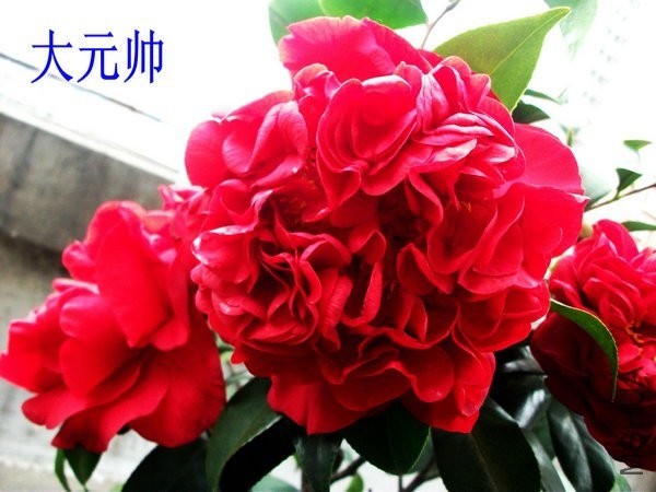 DSCF2454_����_����.JPG