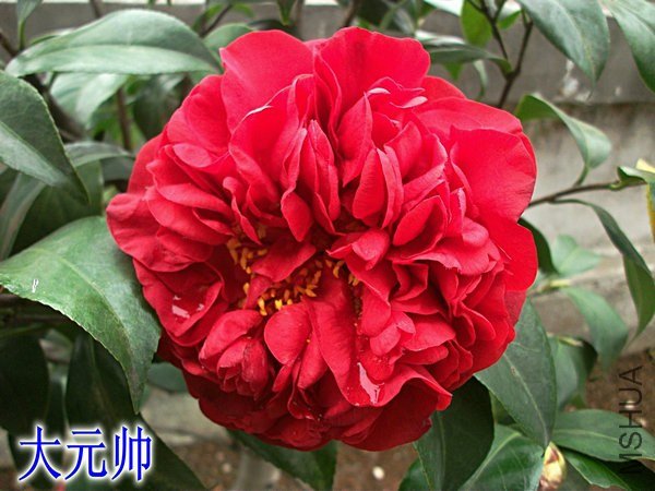 DSCF2452_����_����.JPG