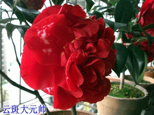 DSCF2407_����_����.JPG