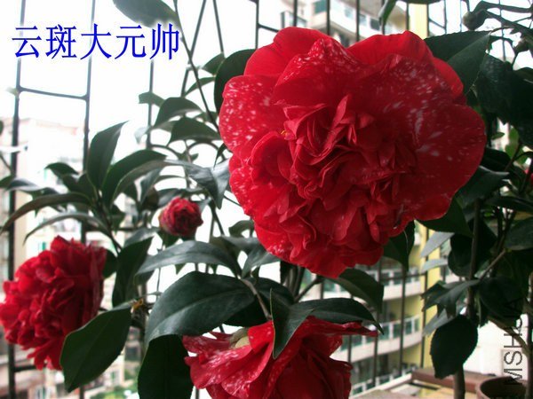 DSCF2482_����_����.JPG