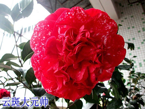DSCF2483_����_����.JPG