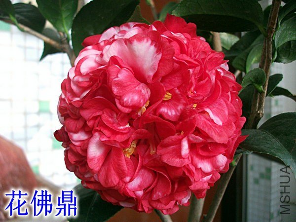 ��Ƭ 052_����.jpg