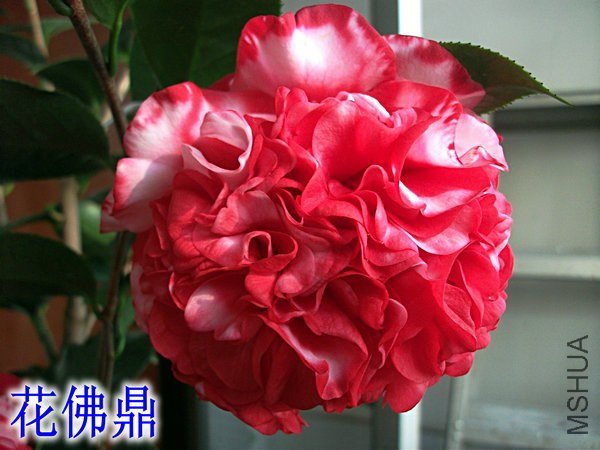 ��Ƭ 054_����.jpg