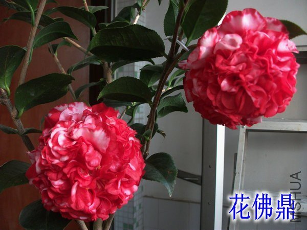 ��Ƭ 056_����.jpg