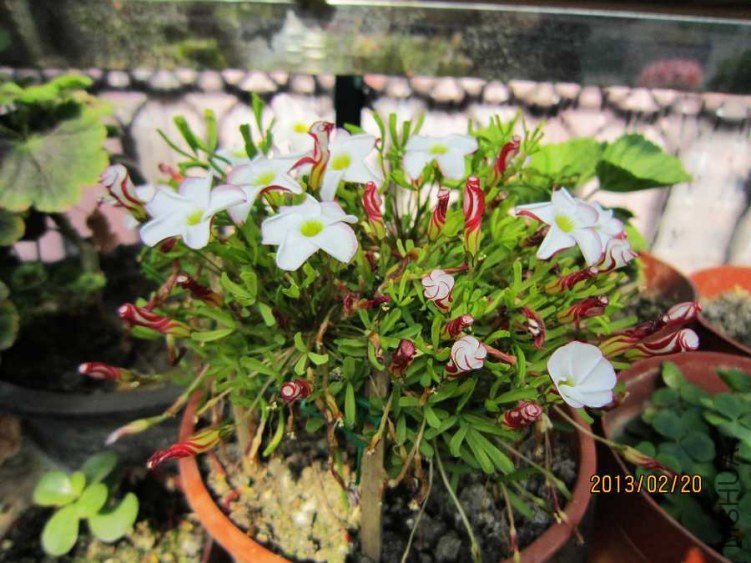 IMG_7610.jpg