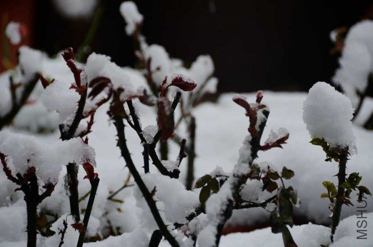 DSC_0379.jpg