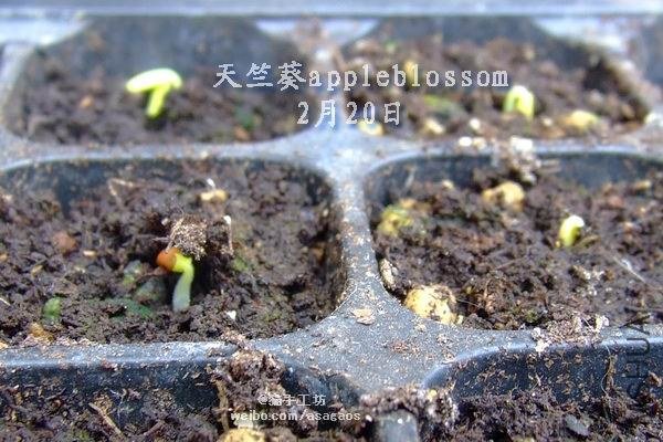 ���ÿ�appleblossom2013-0219(038).jpg