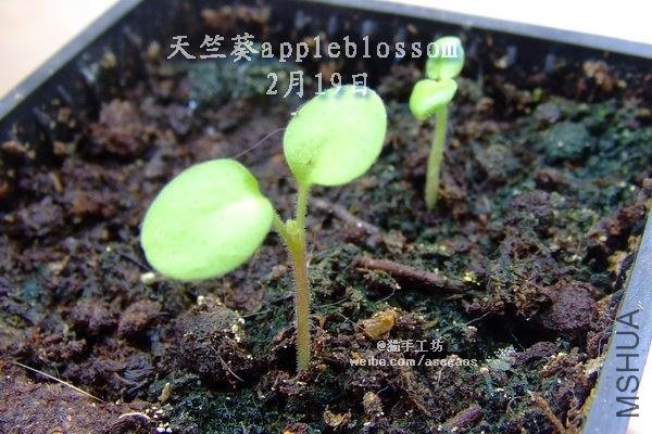 ���ÿ�appleblossom2013-0219(002).jpg