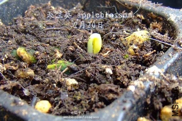 ���ÿ�appleblossom2013-0219(037).jpg