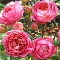 ��â�������ζ���Amandine Chanel��-0.jpg