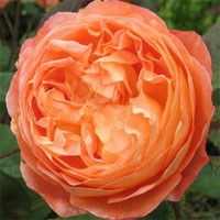 ���꺺�ܶ��ٷ��ˣ�Lady Emma Hamilton��-0.jpg