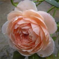 �������棨Ambridge Rose��-0.jpg