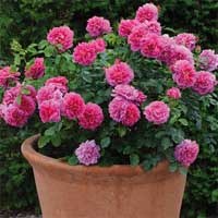 ���ݹ�����Princess Anne��-0.jpg