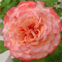 �¹�˹��·��˹��Augusta Luise��-0.jpg